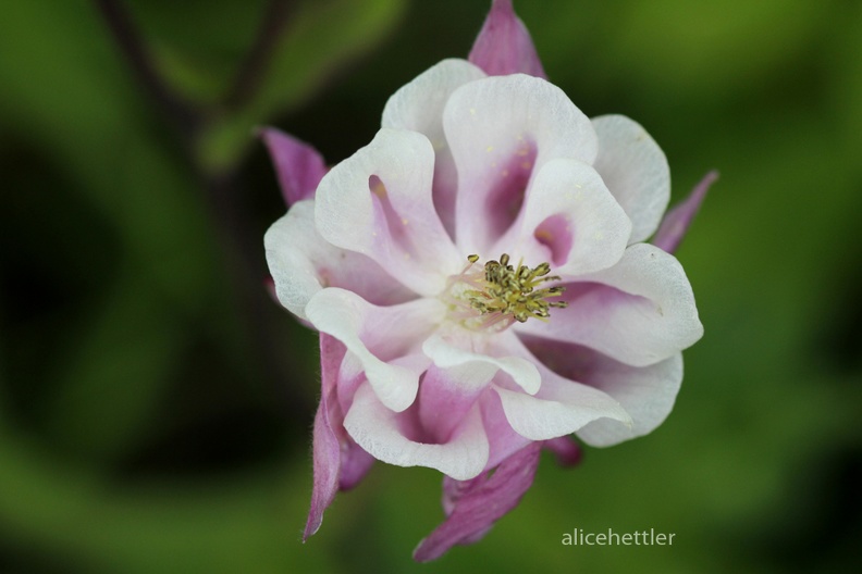 Wald-Akelei _Aquilegia vulgaris_.JPG